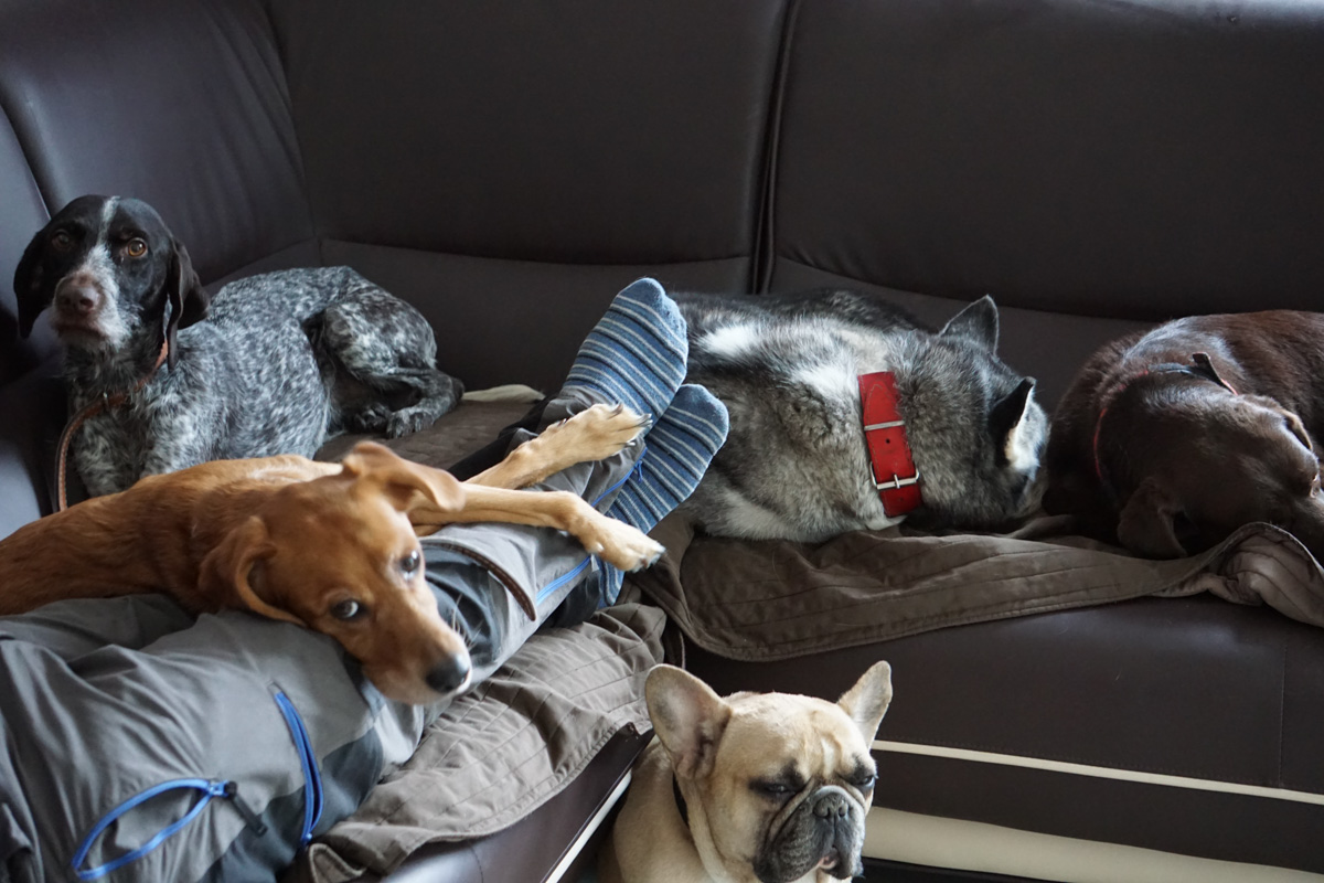 Jeden dzień z życia hotelu | Blog hotelu dla psów Psi Zakątek